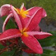 Avatar de ManuiaMiguelPani