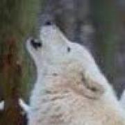 Avatar de LoupBlanc1
