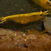 Avatar de SebastianCarrenoCada