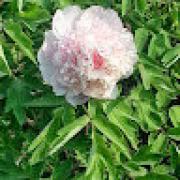 Avatar de philippemanuelmercie