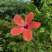 Avatar de IlonaBouillon