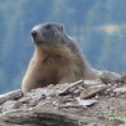 Avatar de OGteduPassant