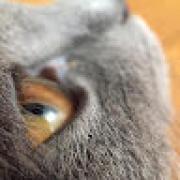 Avatar de swisscat