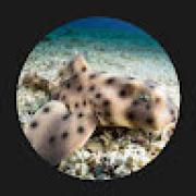 Avatar de MylneLoucheur