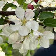 Avatar de MarieHlneVALENTIN