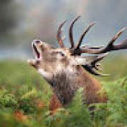 Avatar de SanglierFou