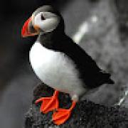 Avatar de WilliamHerbin