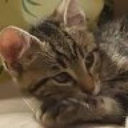 Avatar de GregoryMonin