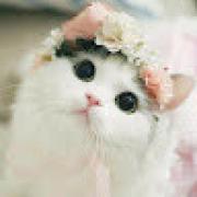 Avatar de persiancat