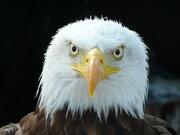Avatar de eagle79
