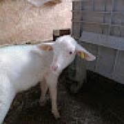 Avatar de ManonPupier