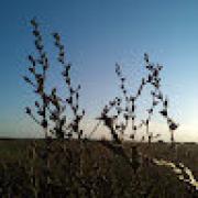 Avatar de LnaRobertGarnier