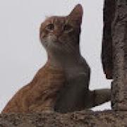 Avatar de AyoubAllay