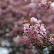 Avatar de MarjolaineThry