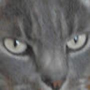 Avatar de mistigri12100