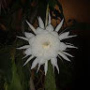 Avatar de CcileMeynieux