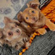 Avatar de Azzurra_qlf