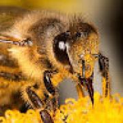 Avatar de NathanPietro