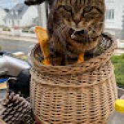 Avatar de Joel Le Gall