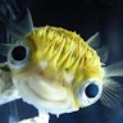 Avatar de MarieLefebvre2