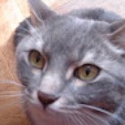 Avatar de Patcrem27gmailcomPat