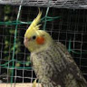 Avatar de Roinsonmorgane