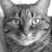 Avatar de NicolasVindevogel