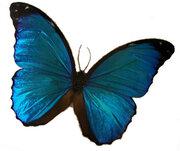 Avatar de Archangelica
