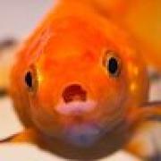 Avatar de TerenceTheureau