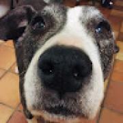 Avatar de CoPDesignoverhaul