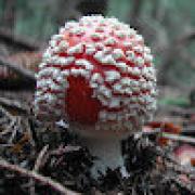 Avatar de NolwennMimo