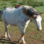 Avatar de BernardCHARRASSE