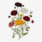 Avatar de PaulineTolosaPoly66