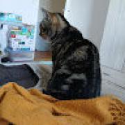 Avatar de LucasSavignat