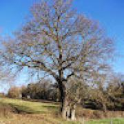 Avatar de jeanmichelEscurat