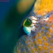 Avatar de BrunoMunoz