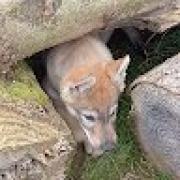 Avatar de stphanemacorig