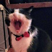 Avatar de Chaton féroce