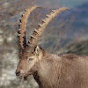 Avatar de Superbaboon