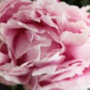 Avatar de florence...