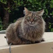 Avatar de keujaNihao