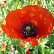 Avatar de Poppy16700