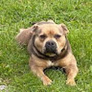 Avatar de BrooklynDestrebecq