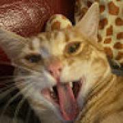 Avatar de funtimefreddyfuntime