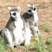 Avatar de LaurentDupont