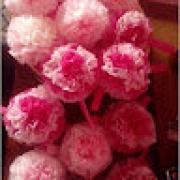 Avatar de rosa10600