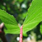 Avatar de SebastienLeSeigle