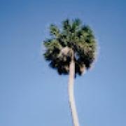 Avatar de thomassales