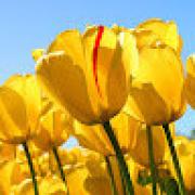 Avatar de OliviaMartinon