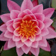 Avatar de AmlieLOUSSOUARN